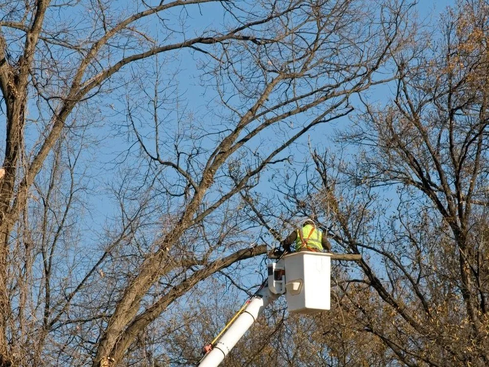 ArborSD crew trimming a tall tree from a bucket truck in San Diego