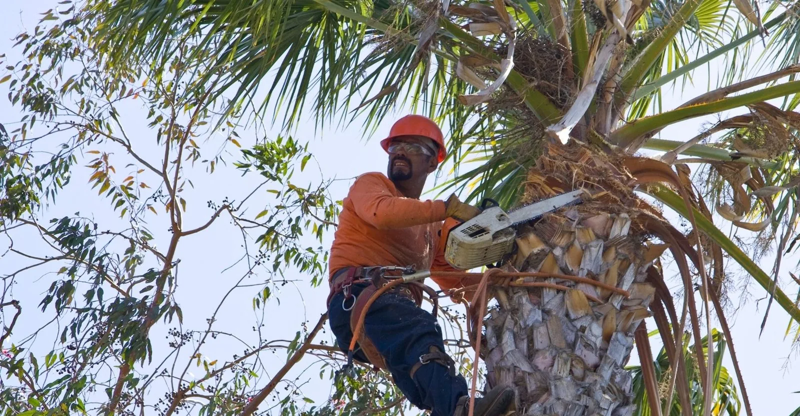 ArborSD eucalyptus tree care crew at work in San Diego