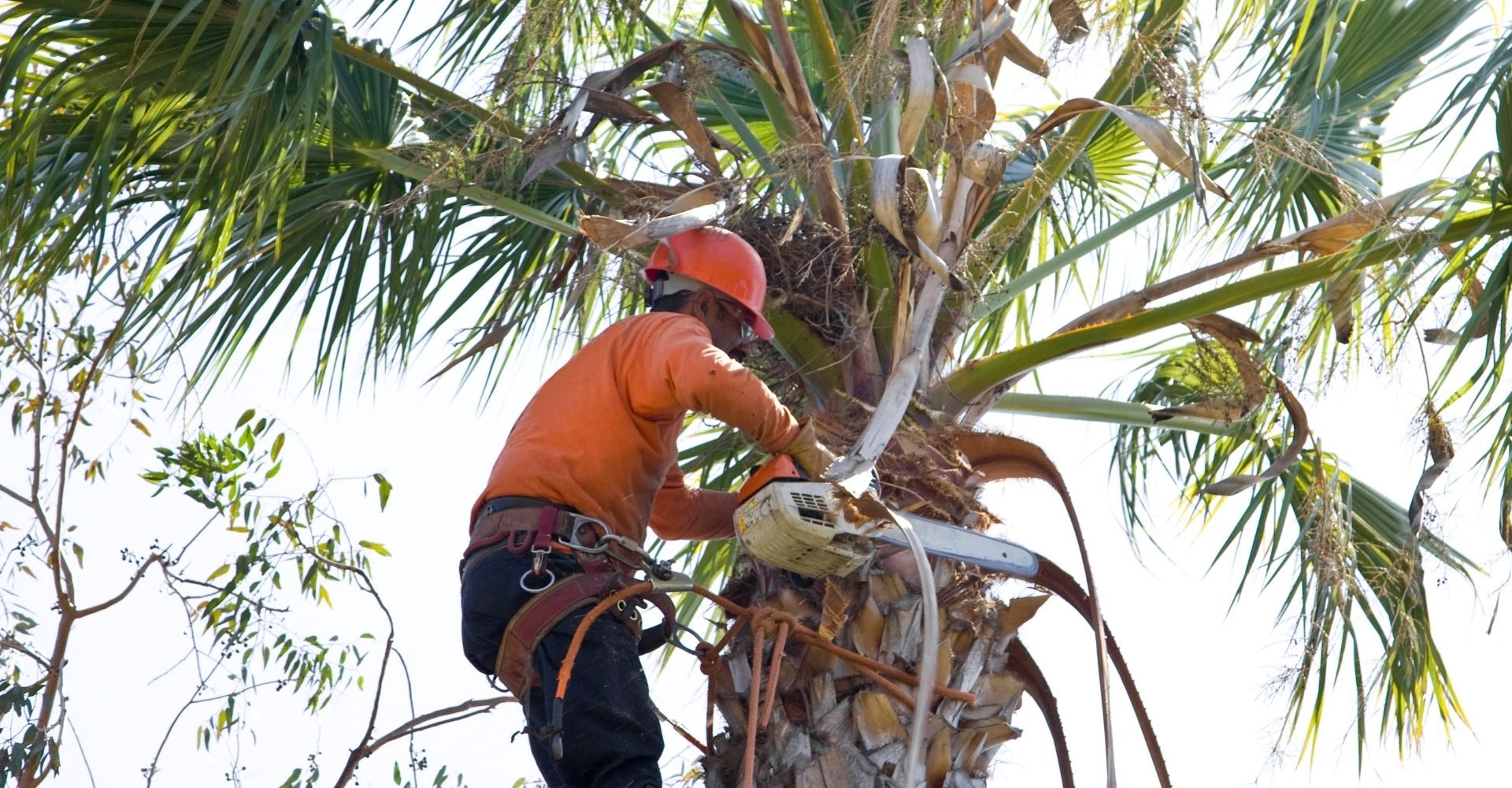 ArborSD tree service crew working in Escondido, California