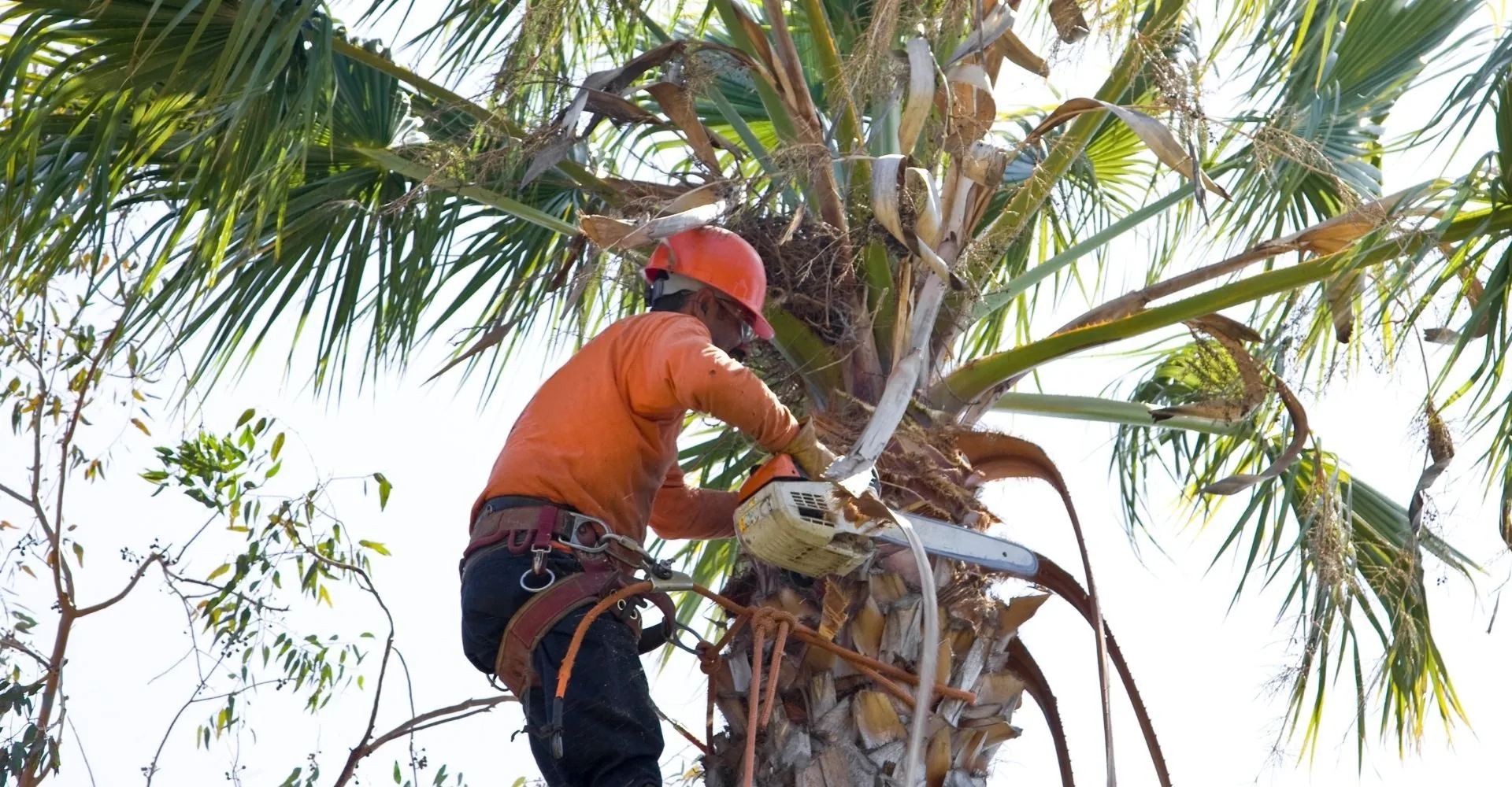 ArborSD climber in safety gear pruning a tall palm tree in San Diego