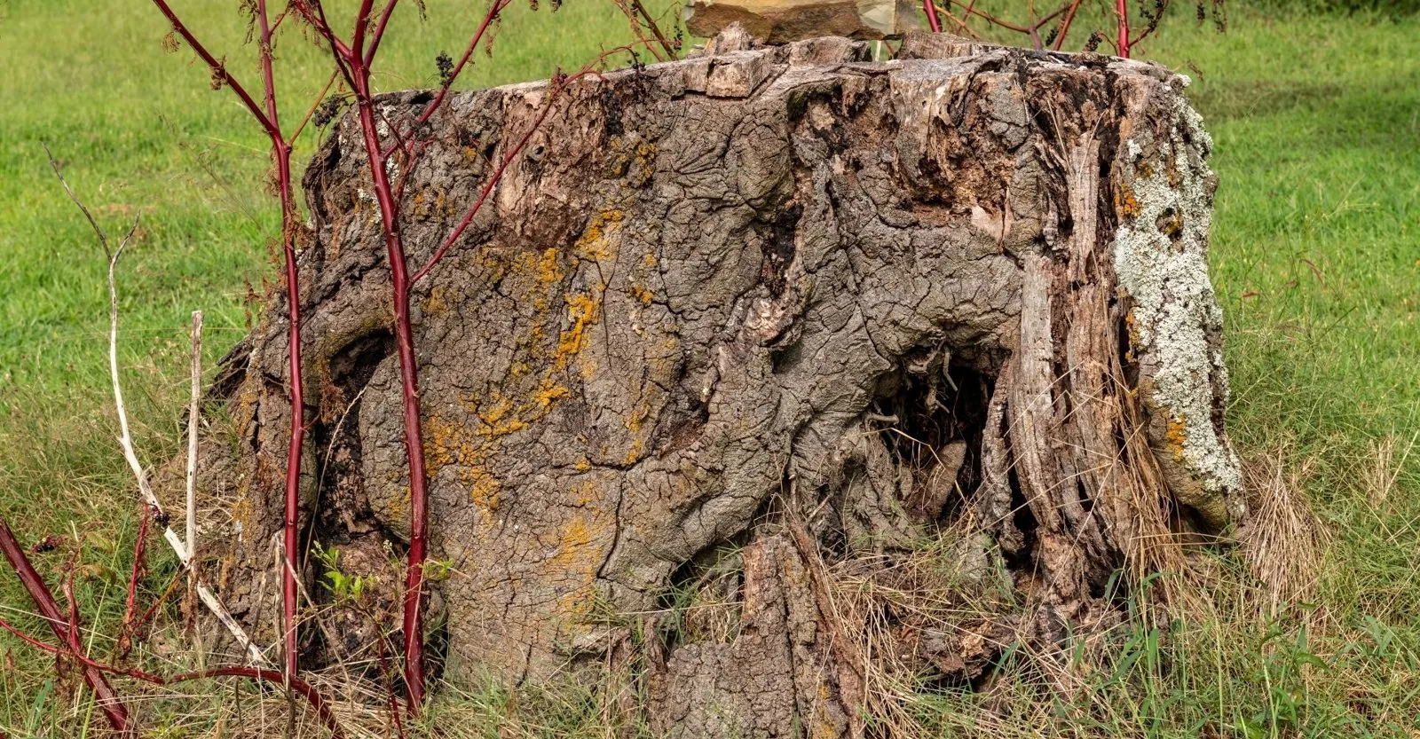 San Diego Tree Removal Permits and Cost: What to Expect