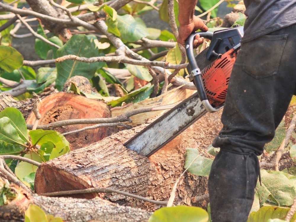 ArborSD crew cutting and clearing tree limbs in San Diego