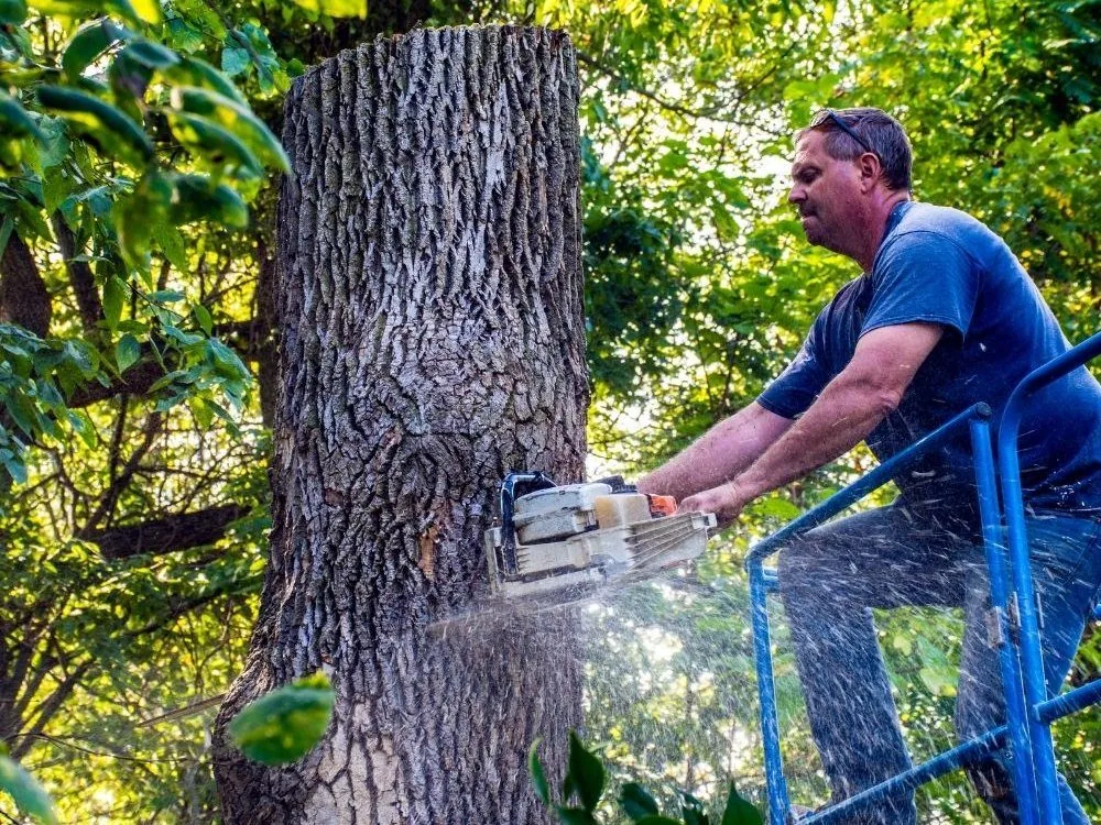 ArborSD crew removing a large tree trunk in San Diego