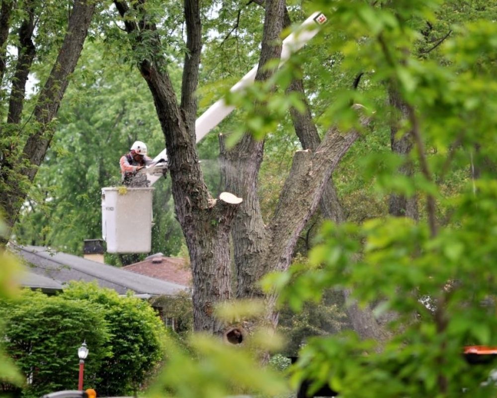 Mount Prospect IL, USA- May 25, 2017: Arborist in crane cutting tree using chainsaw.