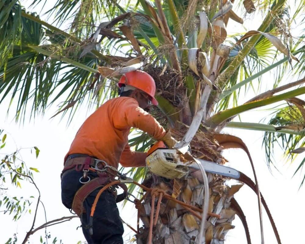 Tree Service Irving Tx